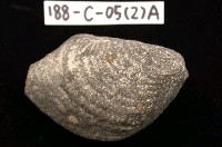 藏品(其他海蛤)的圖片